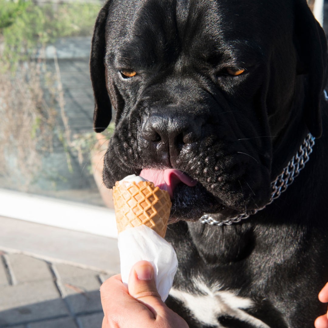 Grandma Carole’s Famous Doggy Ice Cream